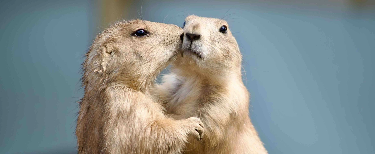 Dieren - knuffel - lief - beest - pexels