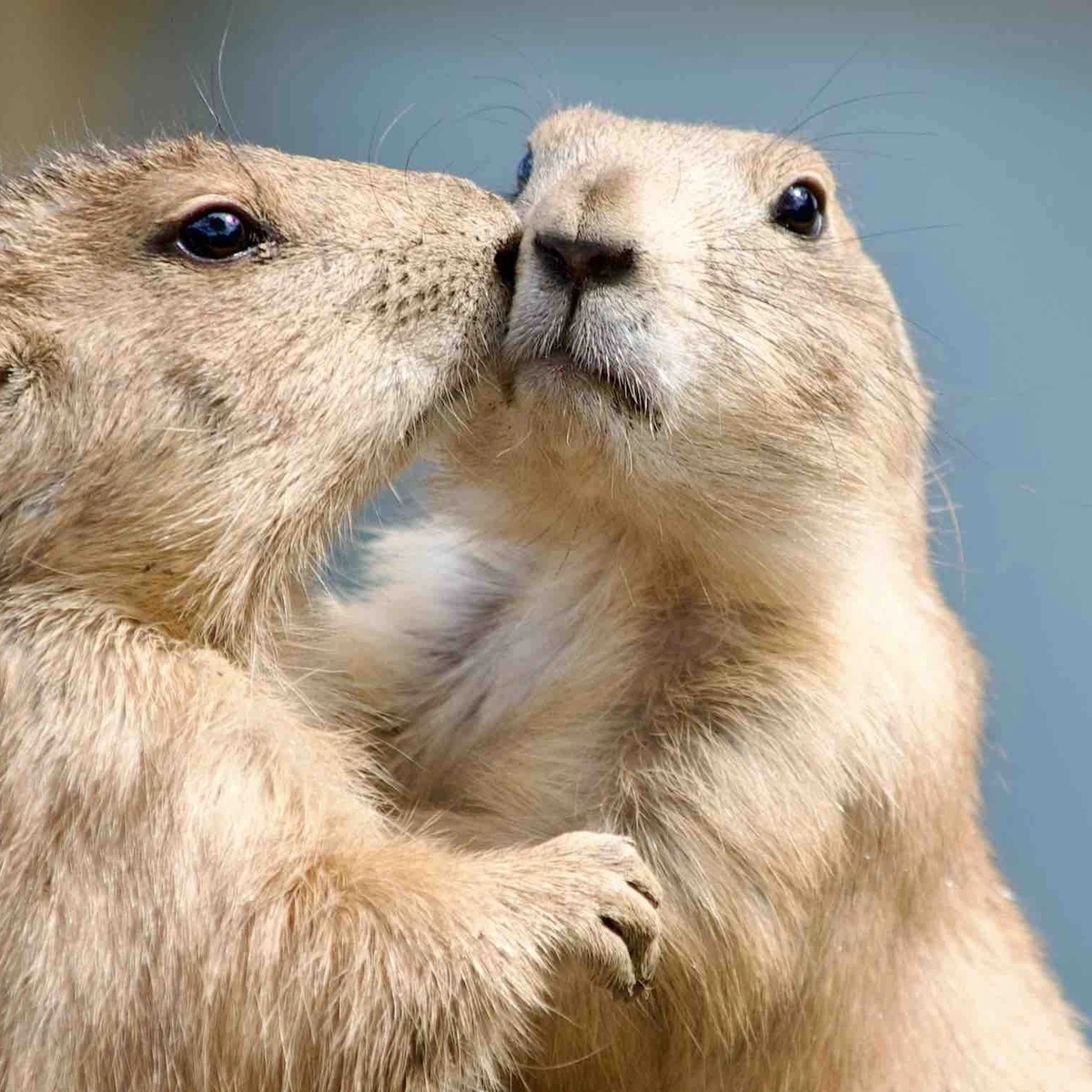 Dieren - knuffel - lief - beest - pexels