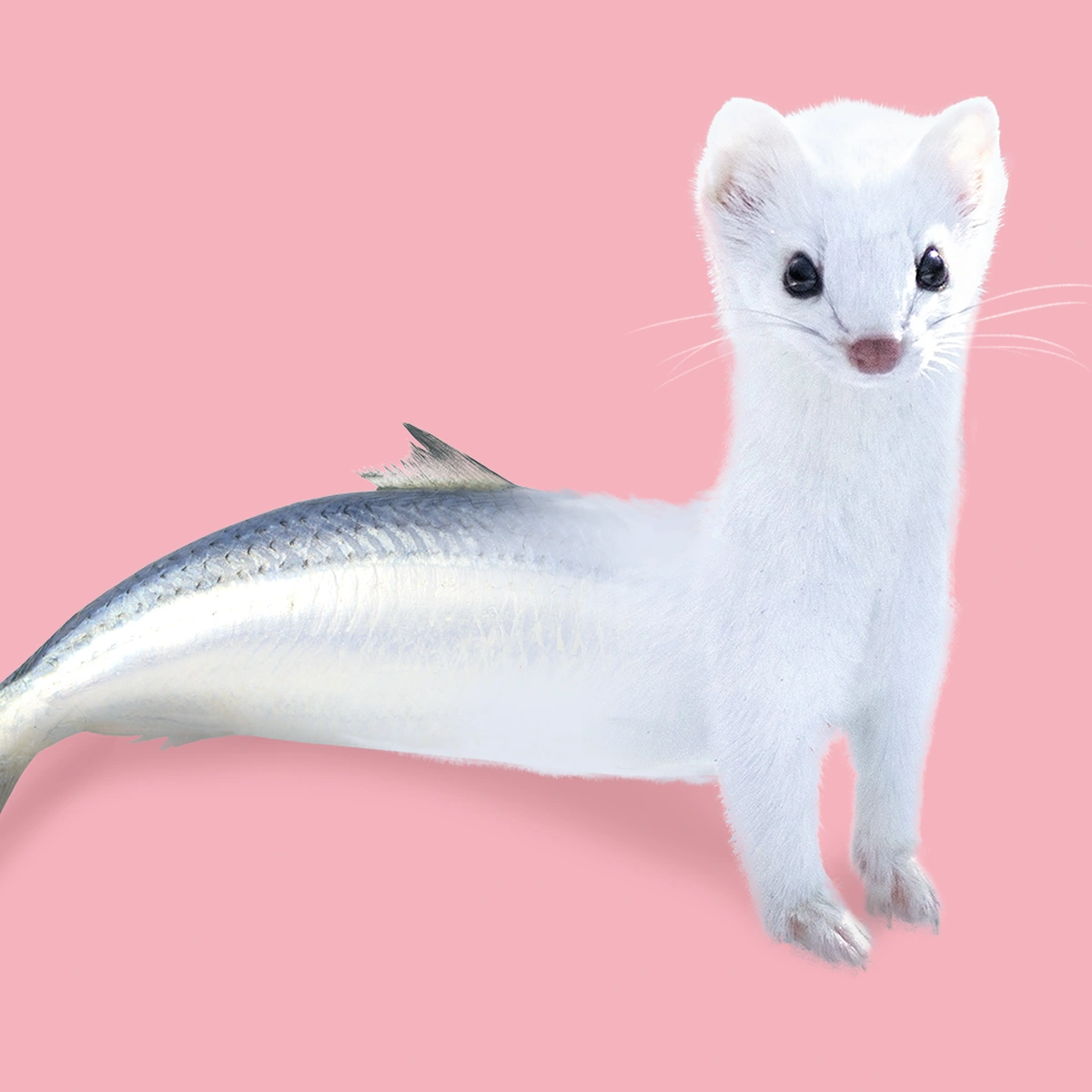 12WB-Horoscoop Vissen-Header