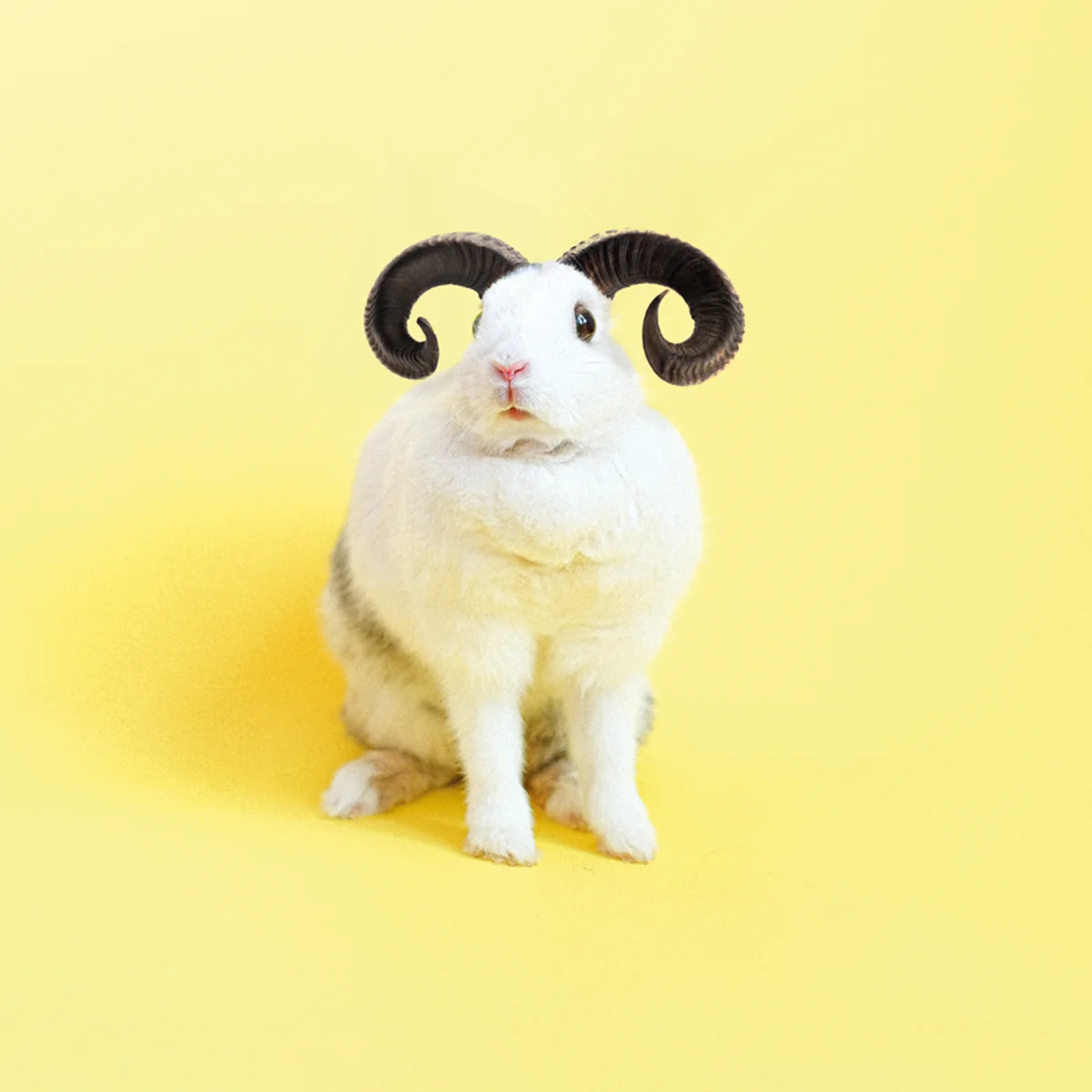 2023 - 04 BS- Header - Horoscoop - Ram - Oh Baby
