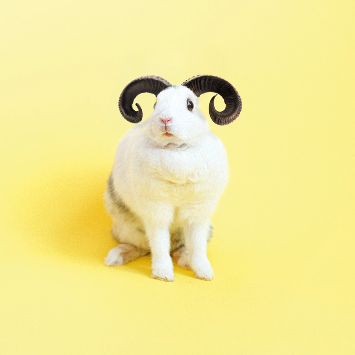 2023 - 04 BS- Header - Horoscoop - Ram - Oh Baby