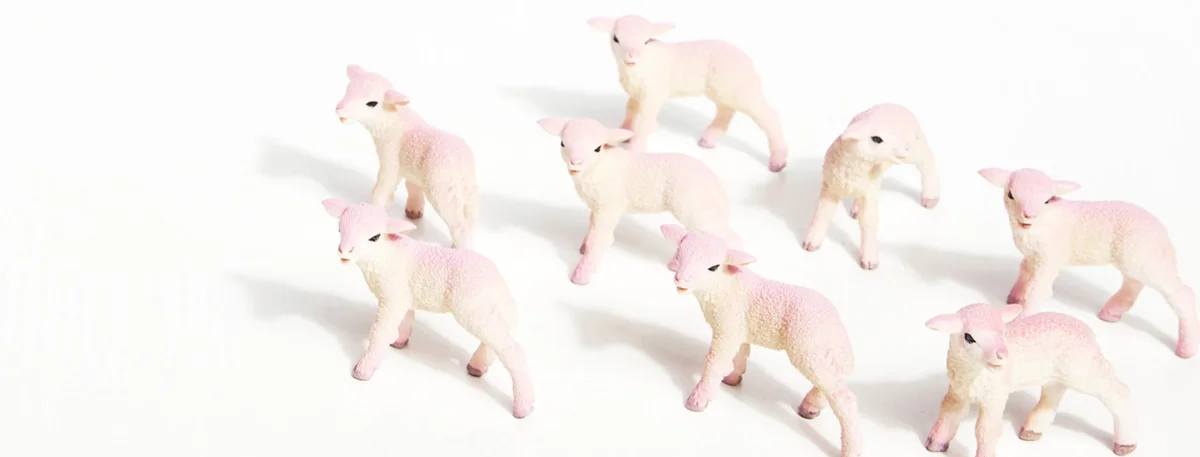header - schapen - slaapcoach - schaapjes - tom ten seldam