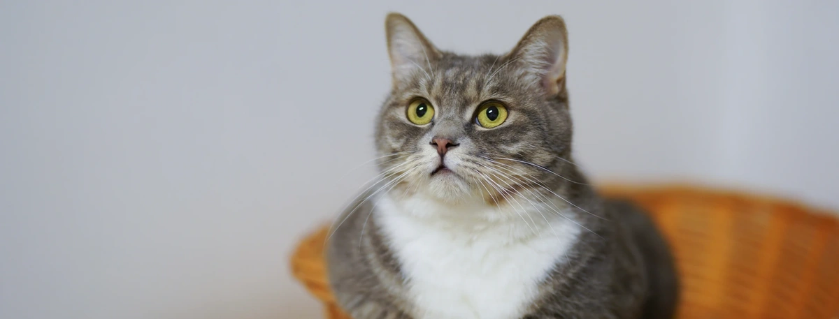 Header - kat - poes - verbaasd - verbazing - Pexels