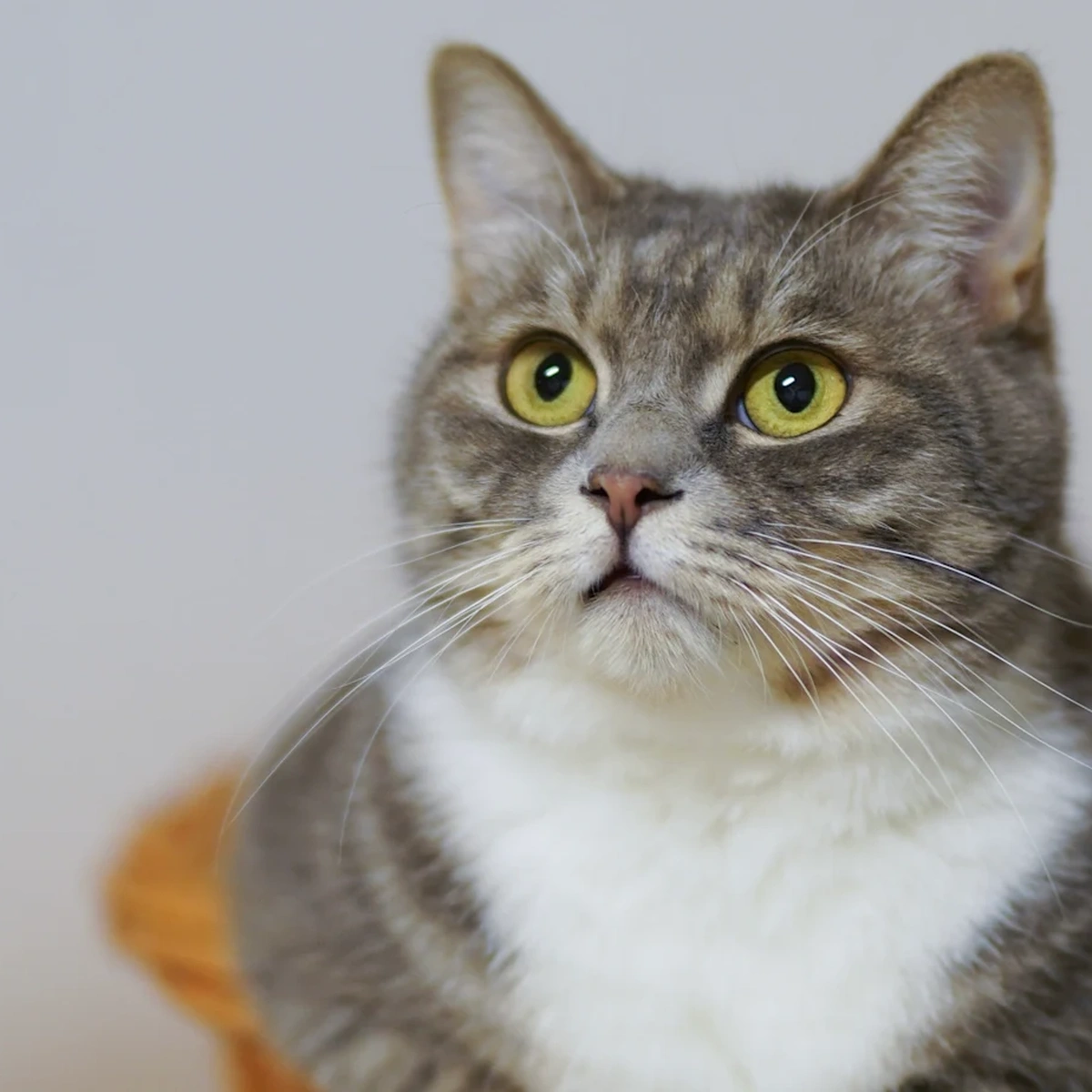 Header - kat - poes - verbaasd - verbazing - Pexels