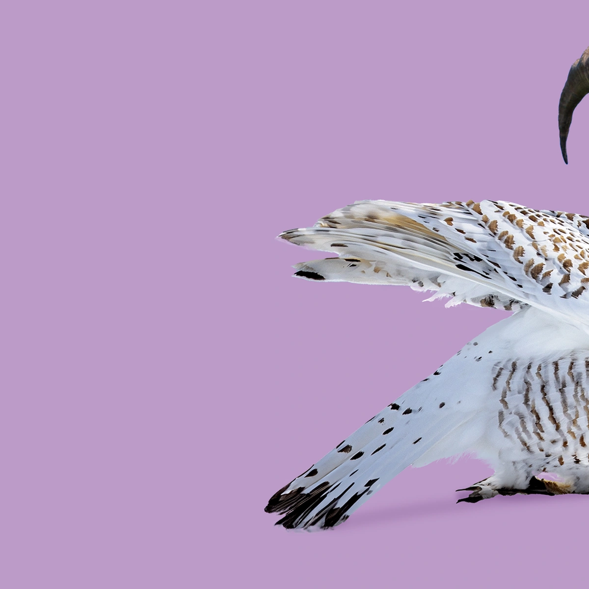 Winterhoroscoop - Steenbok - Hero