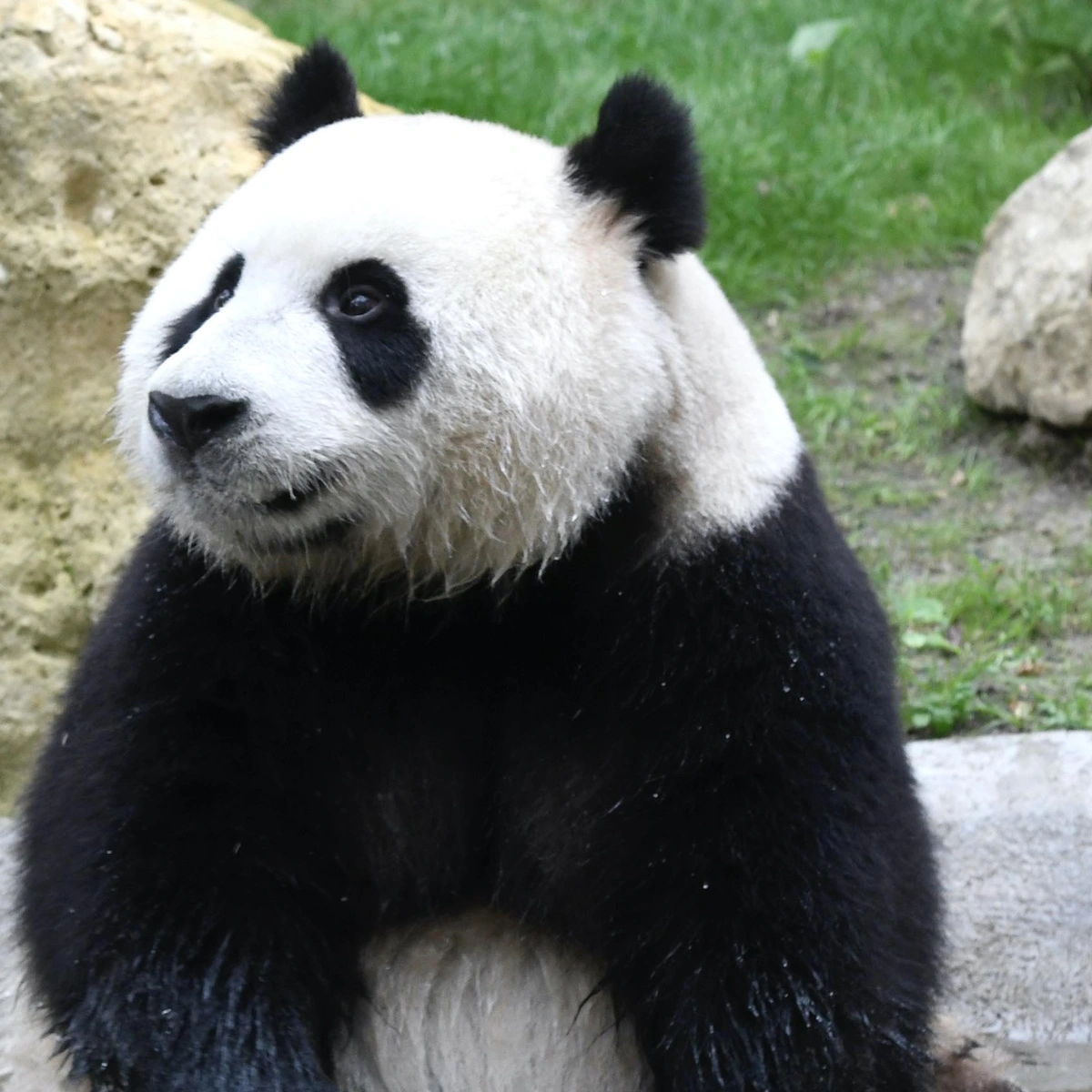 Header - panda - reuzenpanda - Ouwehands dierenpark - BrunoPress