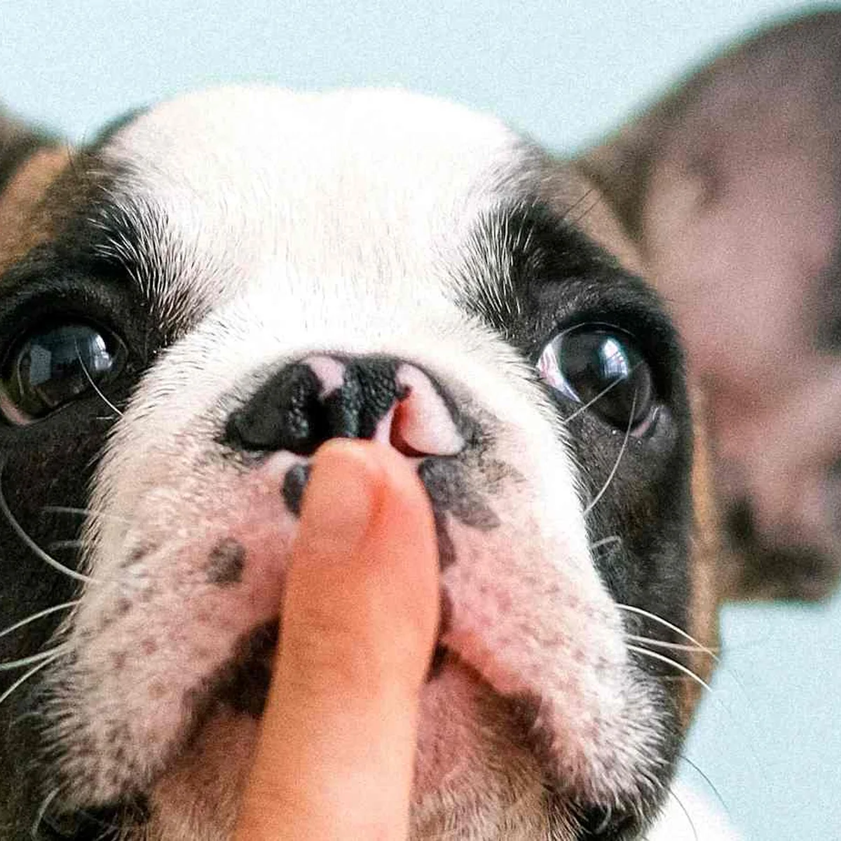 Header - stil - fluisteren - ssst - geheim - praten - lippen - hond - mond - pexels