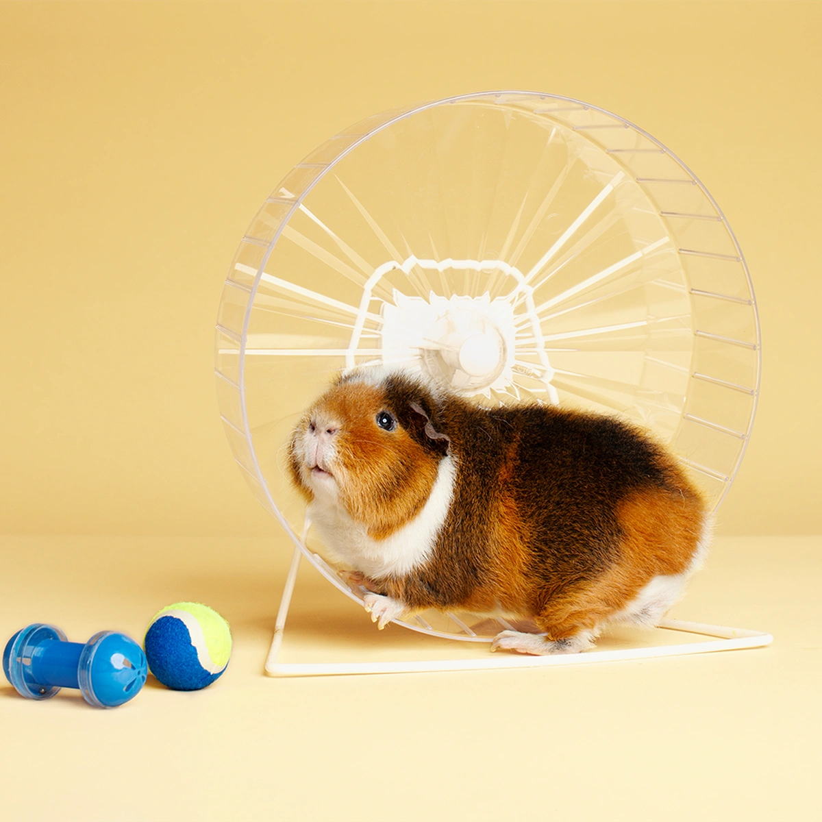 01FS - Extra Portretten - INTERVIEWS Ismay Gijssen FOTOGRAFIE Esther Vinju Photography - Header - cavia Ewa