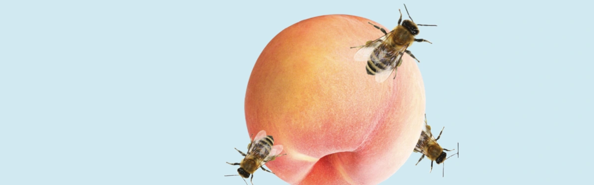 header - haar - haarstukje - frank brandwijk