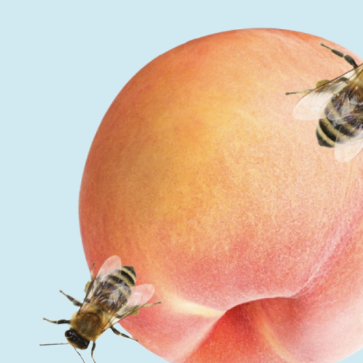 header - haar - haarstukje - frank brandwijk