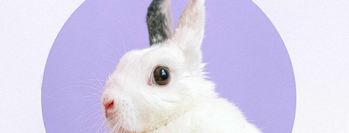 Header - paashaas - pasen - konijn - pexels