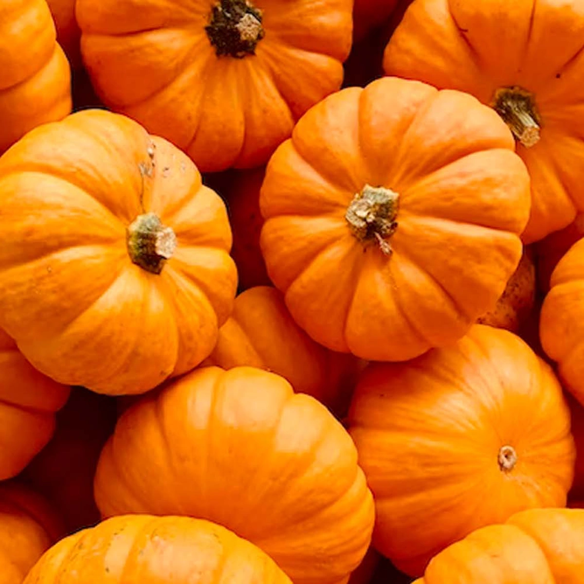 hero - pompoen - halloween - herfst - oranje - unsplash