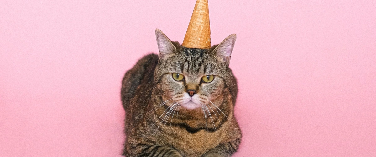 header - kat - dier - huisdier - poes - jarig - verjaardag - ijs - Pexels - chagrijnig