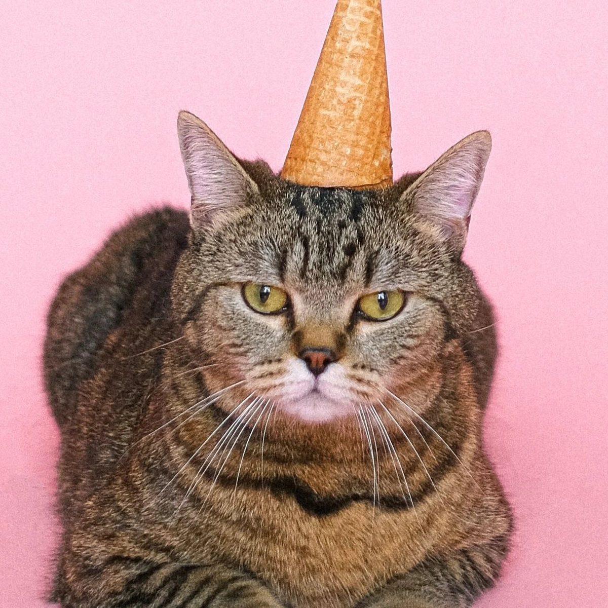 header - kat - dier - huisdier - poes - jarig - verjaardag - ijs - Pexels - chagrijnig