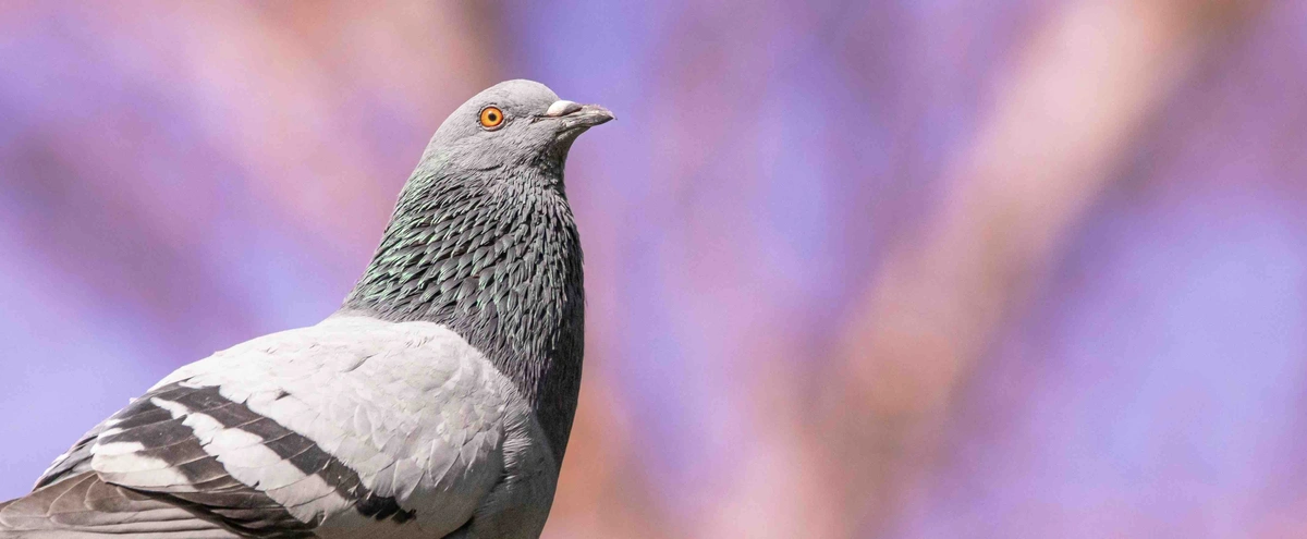 Duif - vogel - pexels