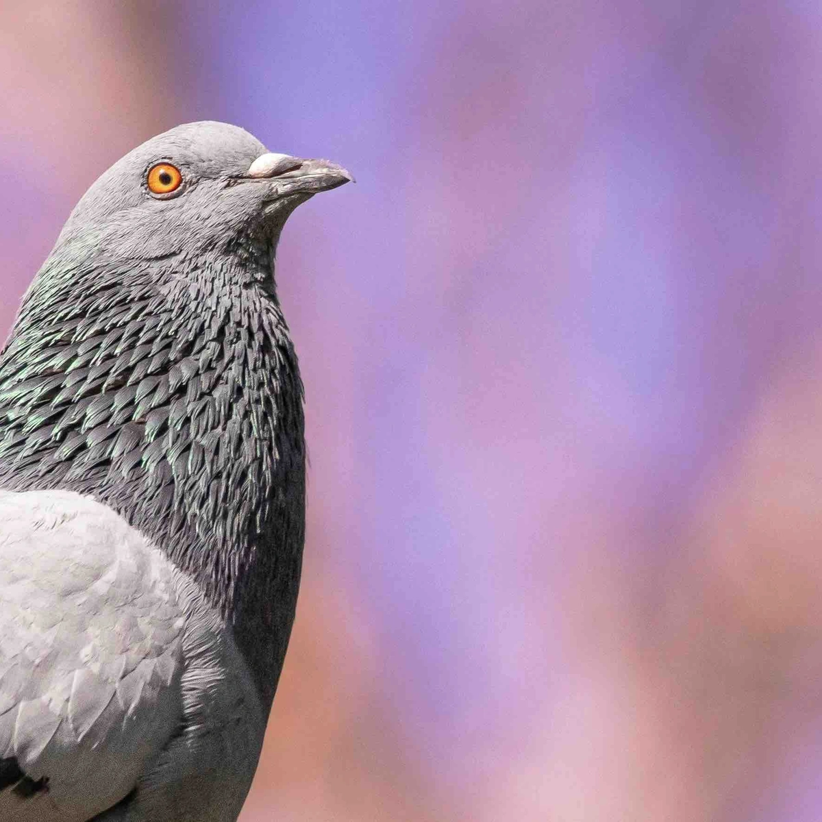 Duif - vogel - pexels