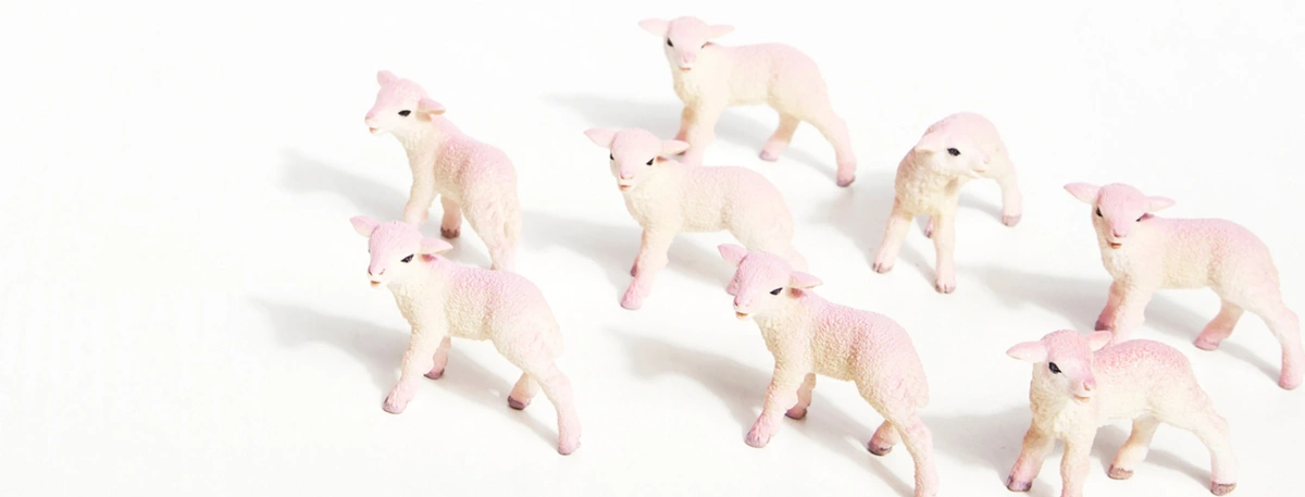 header - schapen - slaapcoach - schaapjes - tom ten seldam