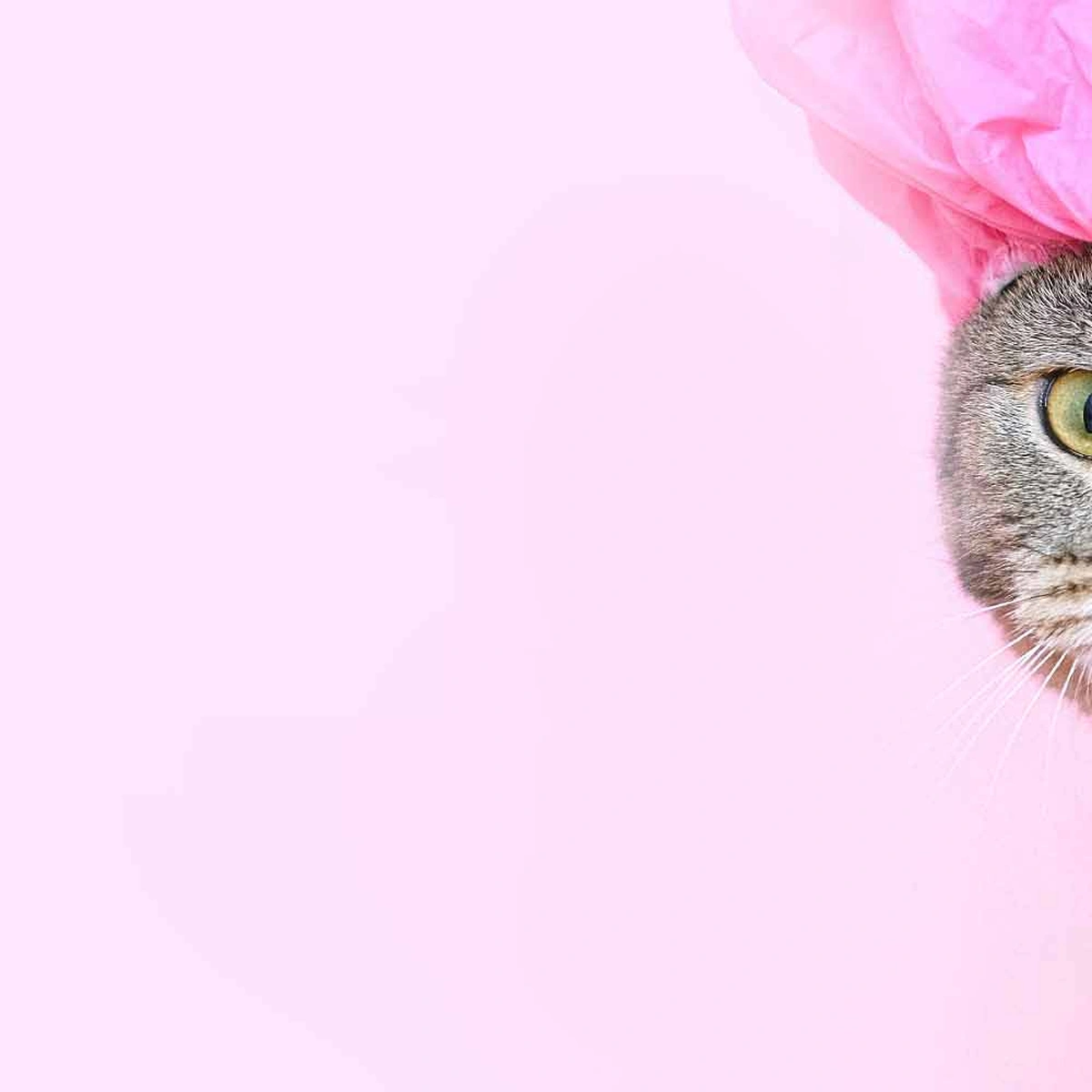 Kat douchemuts solo seks douche