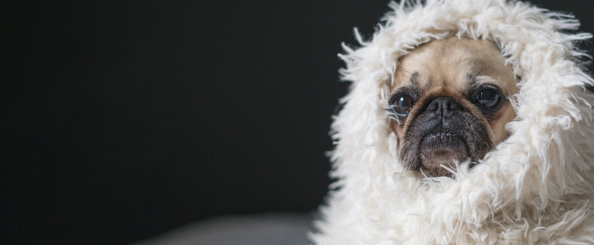 hero - hond - deken - huilen - films - unsplash