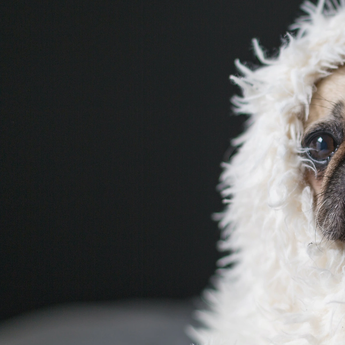 hero - hond - deken - huilen - films - unsplash