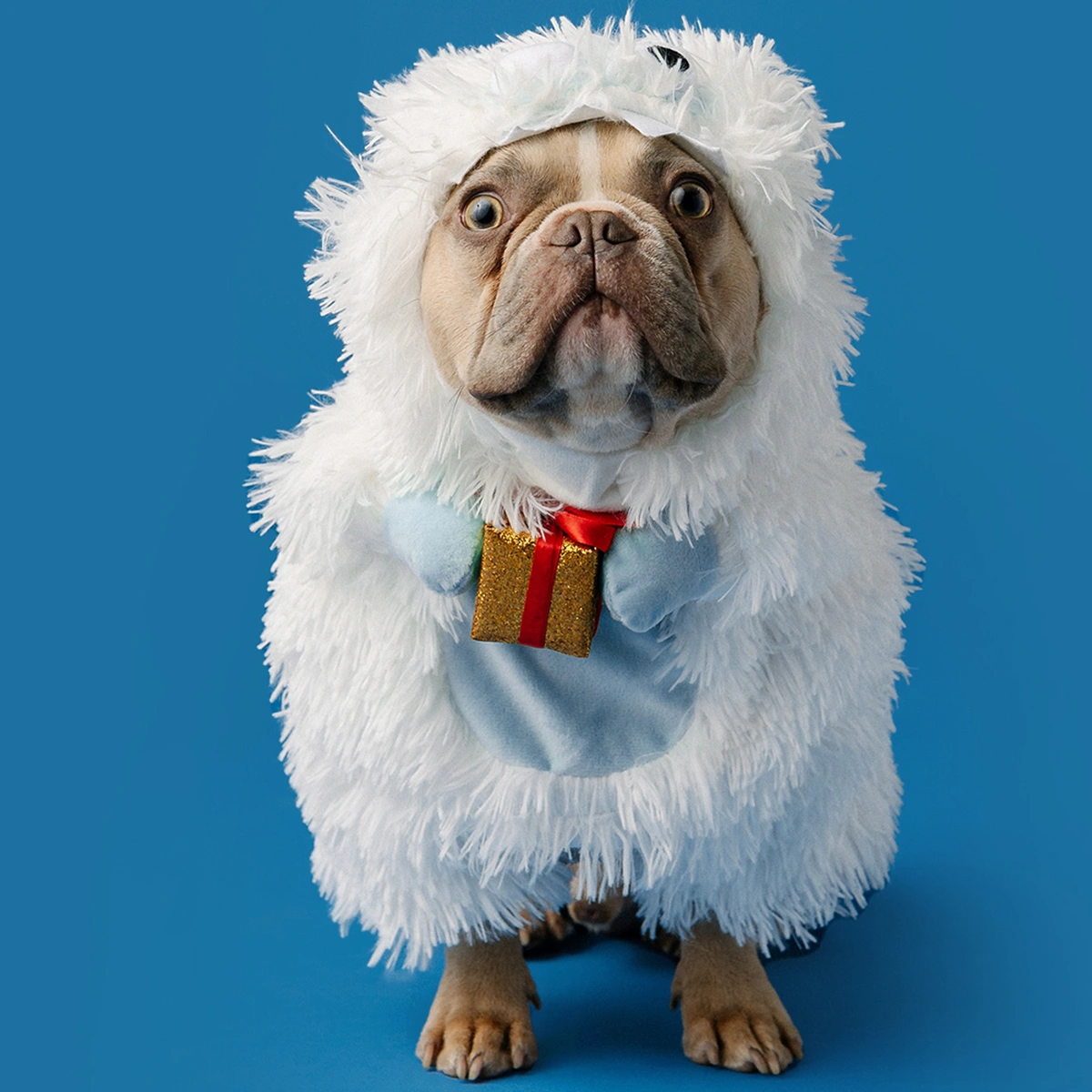 header - hond - cadeau - kado - inpakken - kerst - unsplash