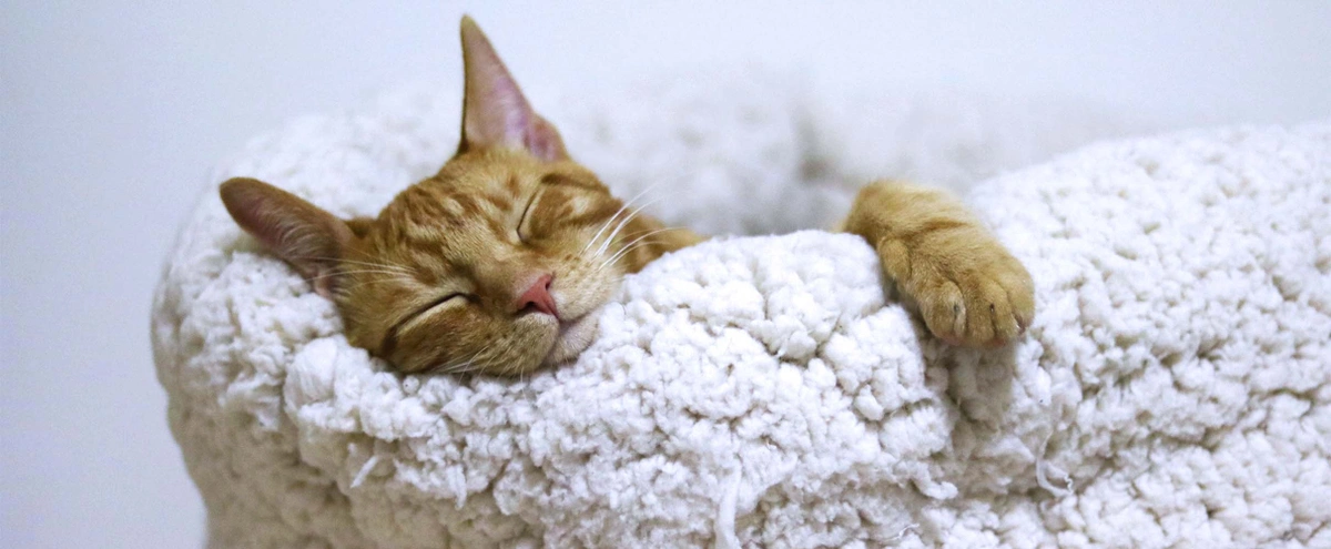 header - rustig - slaap - kat - moe