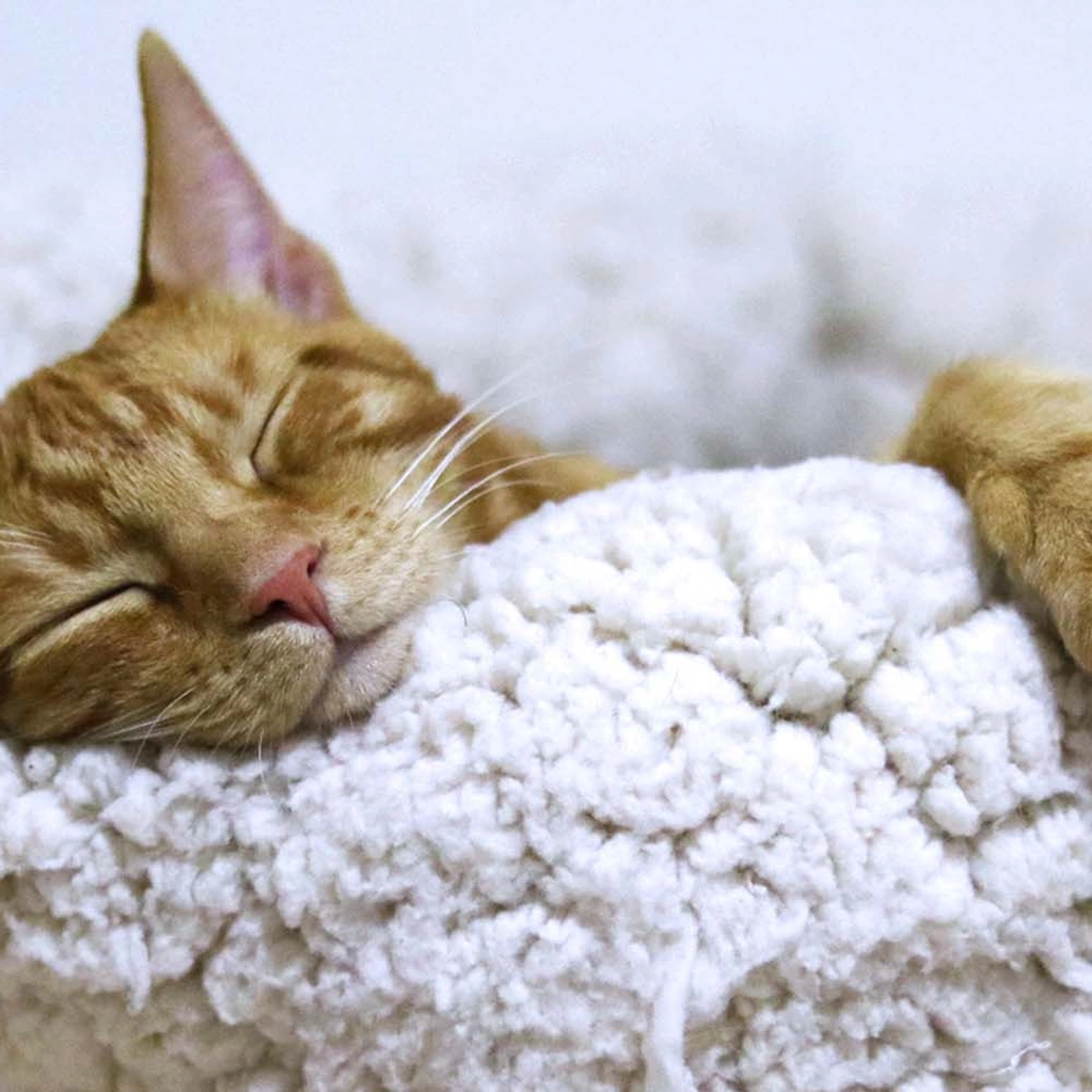 header - rustig - slaap - kat - moe