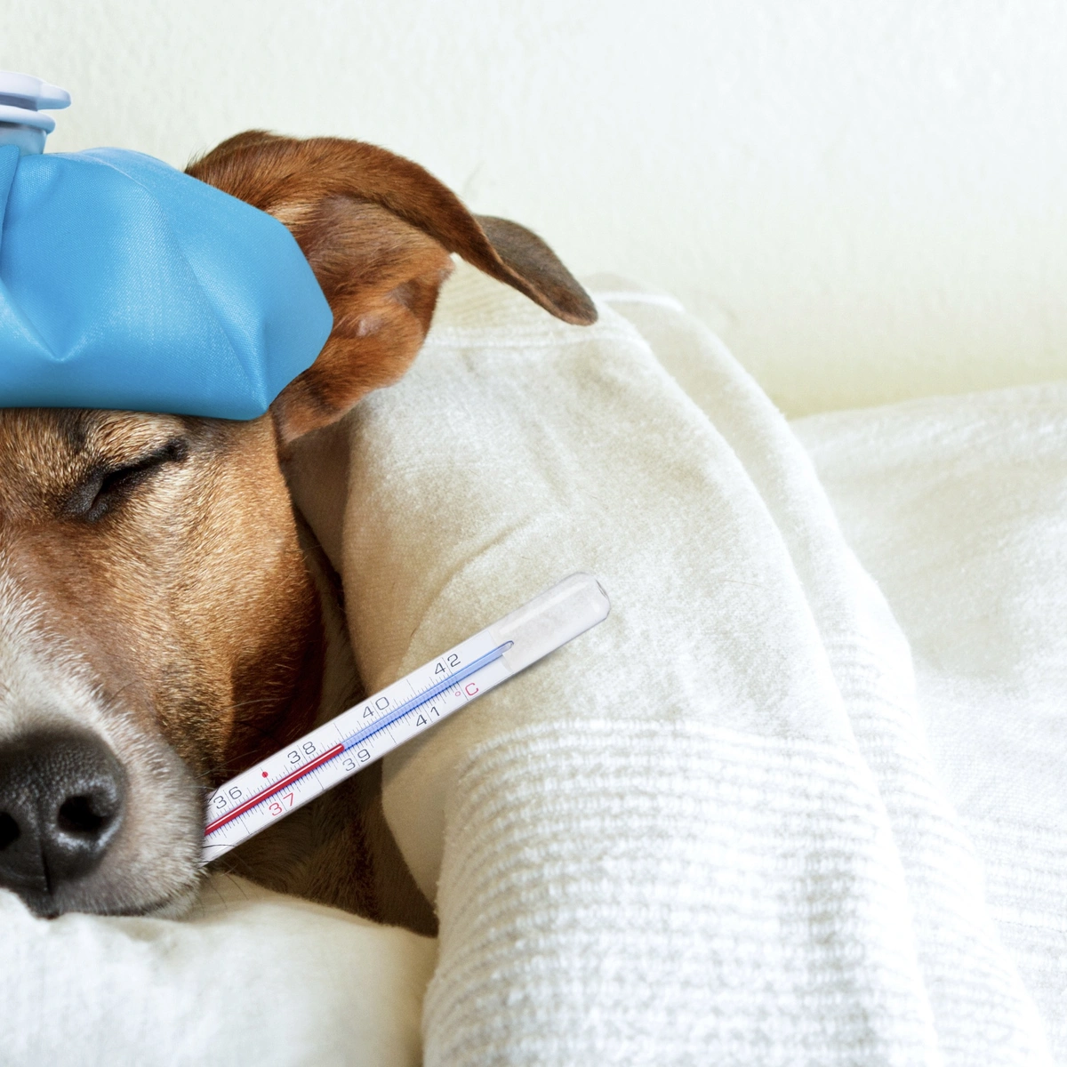 Header - hond - ziek - Shutterstock