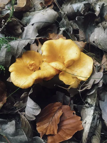 Kantareller