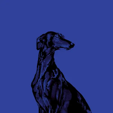 Intermezzo - hund