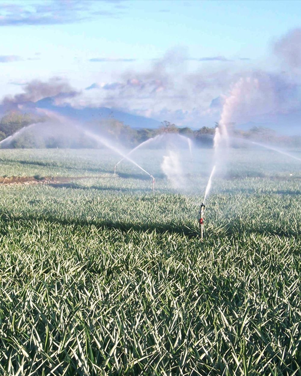Komet F41 sprinkler detail image