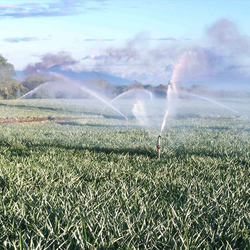 Komet F41 sprinkler detail image