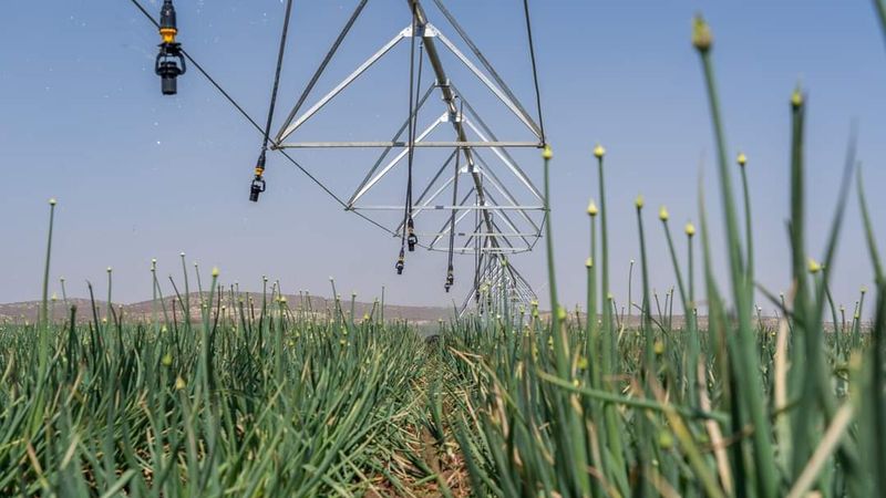 Irrigated field showing consistent crop stand and healthy canopy