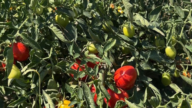 Grower inspecting crop rows with consistent canopy development
