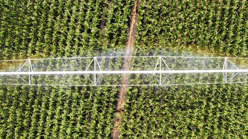 Water droplets across a healthy crop under irrigation