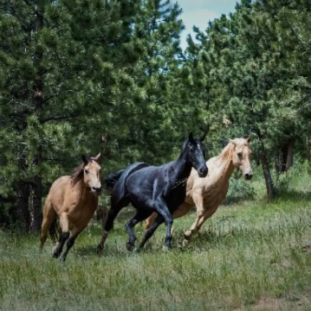 Animals