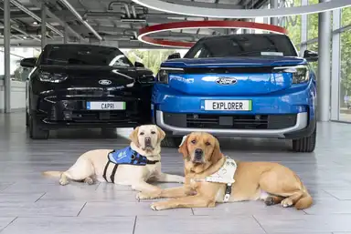 Two guide dogs lie on the floor in front of a blue Ford Explorer and a black Ford Capri inside a showroom.