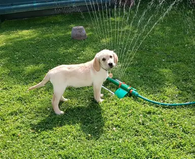 A puppy standing on grass next to a running sprinkler, looking curiously at the camera.