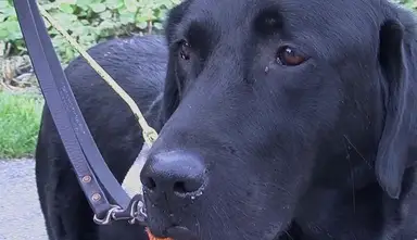 Close-up of Gatsby, a black Labrador, wearing a harness and leash, standing on a sidewalk with greenery in the background.