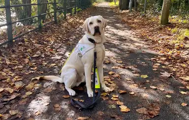 Guide dog sitting on a leaf-covered path in a park, wearing a harness and looking at the camera.