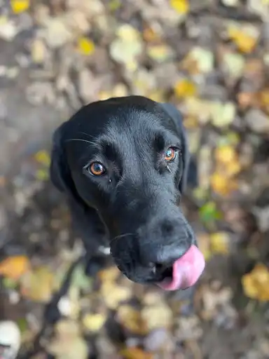 Margo