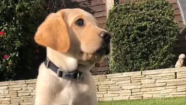 Yellow Labrador puppy with a collar sits in a garden with green shrubs and a stone wall in the background.