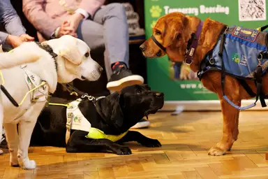 Three dogs interact on a wooden floor near seated people, with "Temporary Boarding" visible in the background.