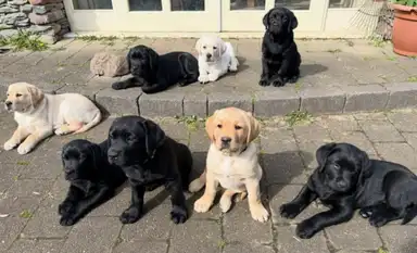 Walnut's first litter sitting on cobblelock. In the back row up on a step from left to right are Banning, Buster, Benji, and Beauty. In the front row are Bronté, Bennett, Bobbie, and Brandon.