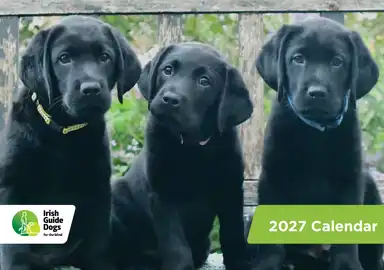 Three black Labrador puppies sitting side by side, wearing collars, with a backdrop of greenery. The image is for the 2027 Irish Guide Dogs calendar.