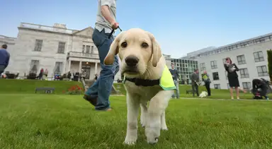 A yellow Labrador Retriever wearing a neon yellow service vest walks on a manicured lawn in front of a grand historic building, guided by its handler.