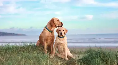 Two golden Labrador Retrievers wearing collars sit together on a grassy beach overlooking the ocean under a blue sky.