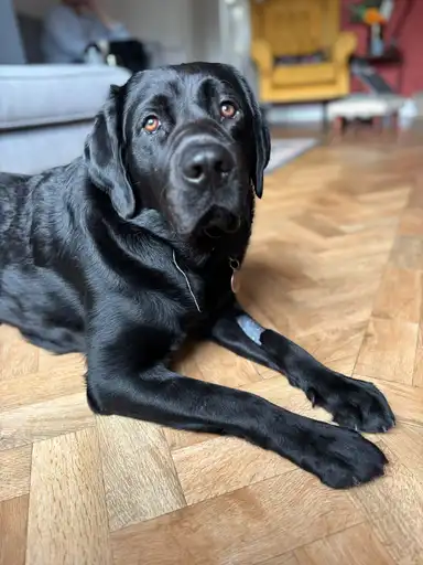 Rufus
