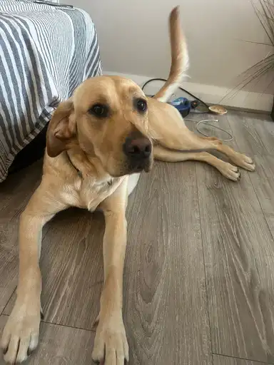 Pixel