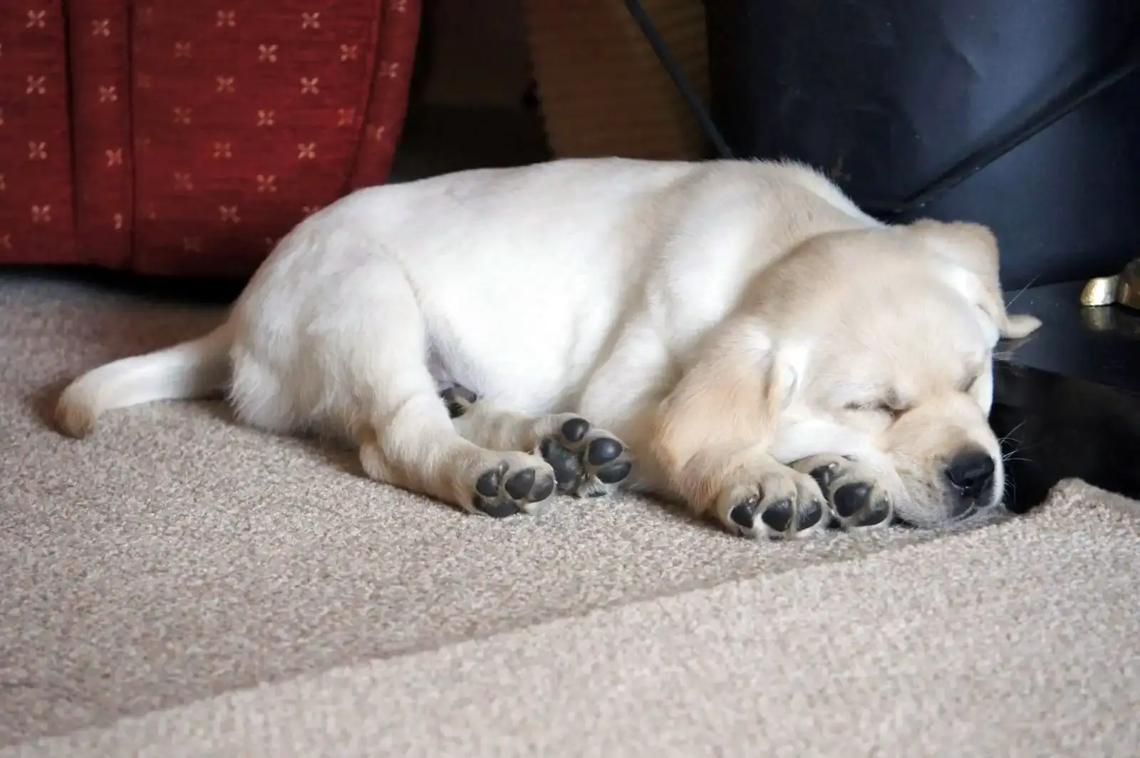 A white Golden Retriever lies resting on a beige carpet with its paws extended forward, appearing relaxed and content in an indoor setting with red furniture visible in the backgro